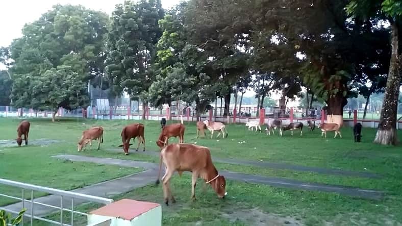 তেতুঁলিয়ায় ২৮ টি ভারতীয় গরু উদ্ধার