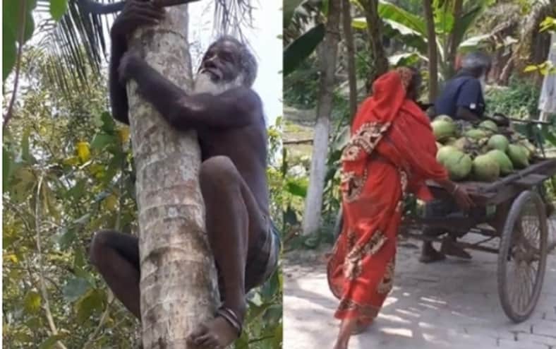 ৭০ বছর বয়সেও প্রতিদিন উঠতে হয় ৩০টি নারকেল গাছে, স্ত্রীকে ঠেলতে হয় ভ্যান