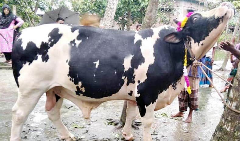 গরু কিনলে পালসার মোটরসাইকেল ফ্রি