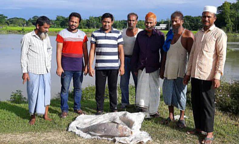 হালদায় ভাসল আঘাতপ্রাপ্ত ৯ কেজি ওজনের মরা মা কাতল