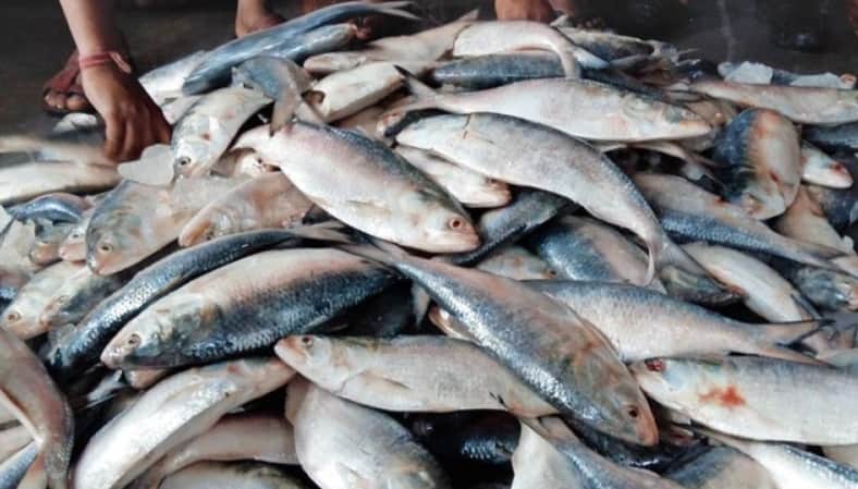 ঝাঁকে ঝাঁকে ইলিশ ধরা পড়ছে, দামও বেশ সস্তা