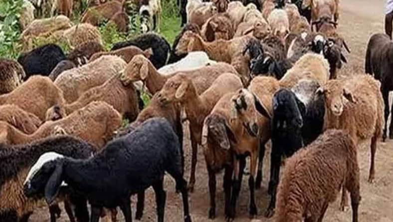 সিনেমা তৈরির টাকা জোগাড়ে ৩ বছর ধরে ছাগল চুরি