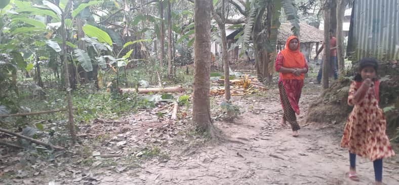 কালীগঞ্জে শিক্ষকের অর্ধশতাধীক গাছ কেটে নিল বিএনপি নেতা