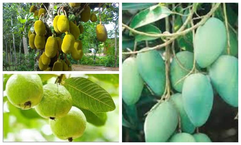 কাঁঠাল উৎপাদনে দ্বিতীয়, আমে সপ্তম, পেয়ারায় অষ্টম বাংলাদেশ