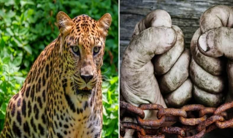 শিকল দিয়ে বাঁধা বৃদ্ধকে খুবলে খেল বাঘ!