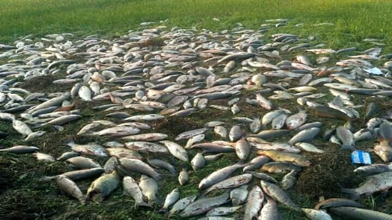 কয়েক লাখ টাকার মাছ রসুন ক্ষেতে, আহত ২