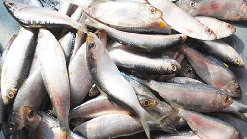 মাওয়ায় ২৫ মণ জাটকা উদ্ধার, আটক ৩