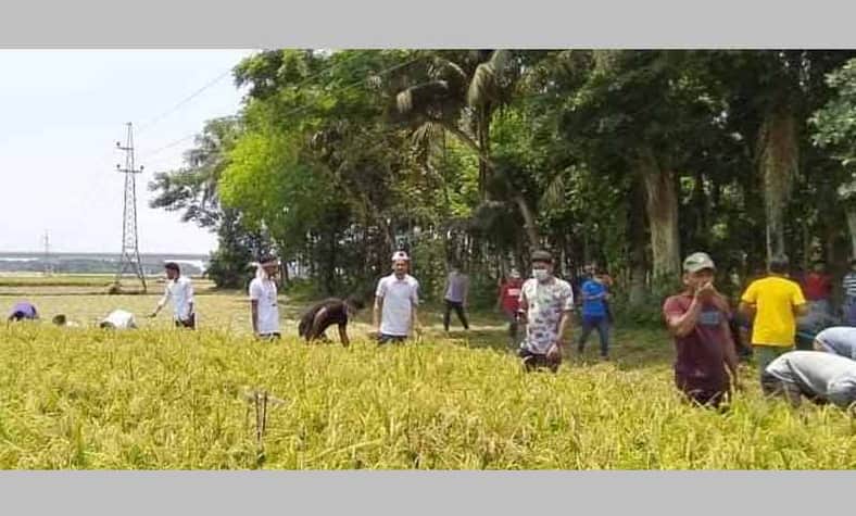 পাঁচ ঘণ্টায় দুই বিঘা জমির ধান কাটল ছাত্রলীগ