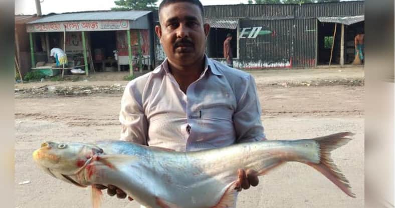 পদ্মায় ধরা পড়ল সাড়ে ৭ কেজি ওজনের বিলুপ্তপ্রায় ‘ঢাই মাছ’