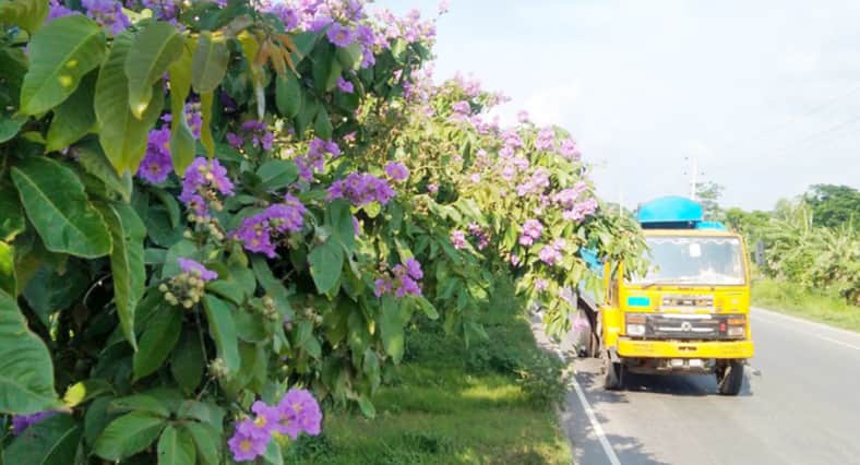 ঢাকা-চট্টগ্রাম মহাসড়কে সারি-সারি ‘বাংলার চেরি’ ফুল