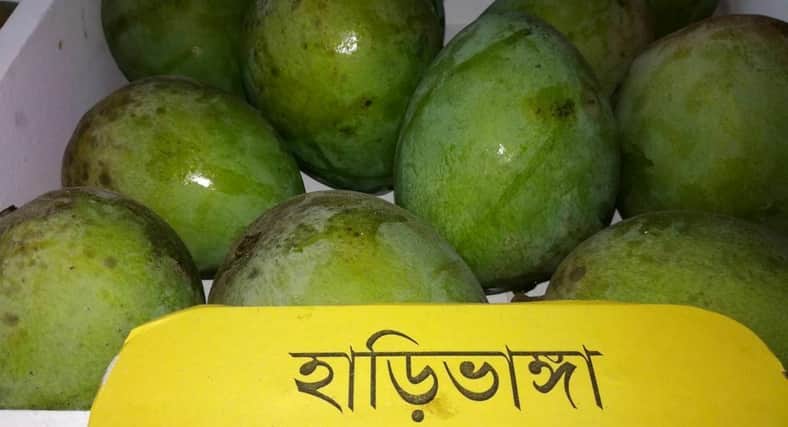 মোদি-মমতার জন্য রংপুরের হাড়িভাঙ্গা আম পাঠালেন শেখ হাসিনা
