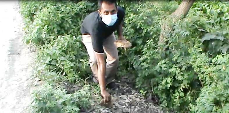 কালীগঞ্জে বজ্রপাত প্রতিরোধে সহাস্রাধীক তাল বীজ রোপন করলো কেকেএস