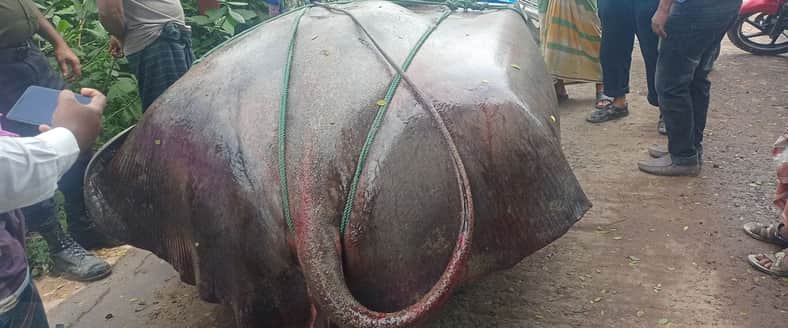 পদ্মায় জেলের জালে ধরা পড়লো ৪শ’ কেজির ‘শাপলা পাতা মাছ’