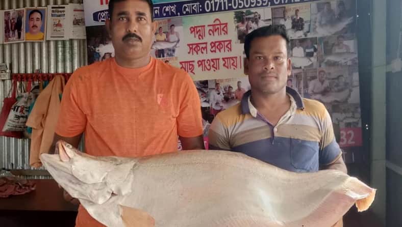 পদ্মায় জেলের জালে ১২ কেজির চিতল
