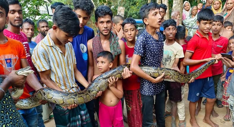 বুড়িচংয়ের ৬ ফুট লম্বা ৩০ কেজি ওজনের অজগর সাপ উদ্ধার