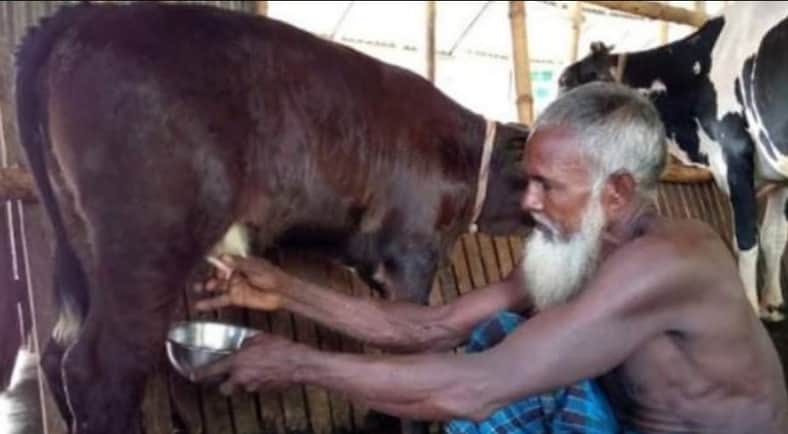 ২৫ দিন বয়স থেকে বাছুর দিচ্ছে দু’ধ