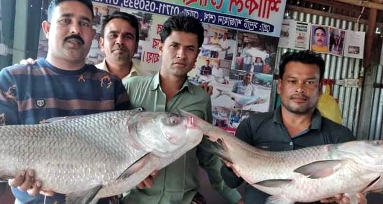 পদ্মার ২টি কাতল মাছ বিক্রি হলো ৪৩ হাজার টাকা কাতল মাছ