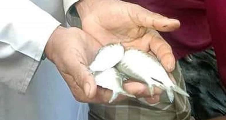 ১০ রুপালি জাটকা মিলল পুকুরে রুপালি জাটকা