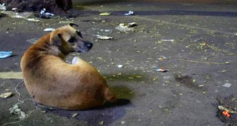 মাঠের মধ্যে সারারাত নবজাতককে পাহারা দিলো কুকুর নবজাতককে পাহারা দিলো কুকুর