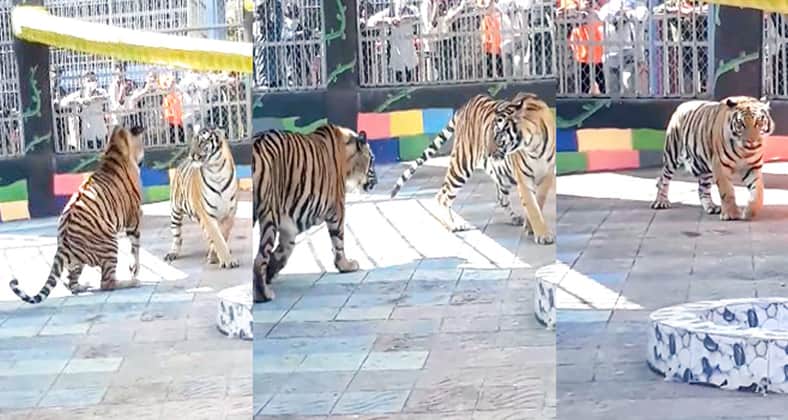 অবশেষে স্থায়ীভাবে খাঁচায় ফিরেছে জো বাইডেন জো বাইডেন