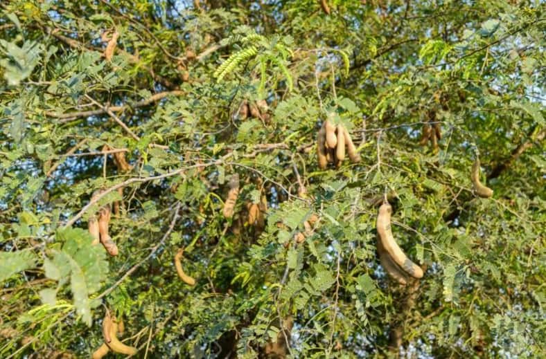 তেঁতুল গাছ থেকে পড়ে বৃদ্ধের মৃত্যু
