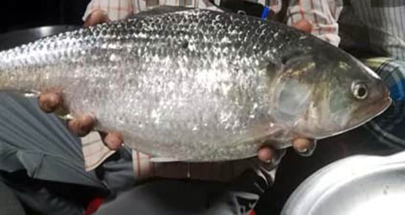 ইলিশের দাম