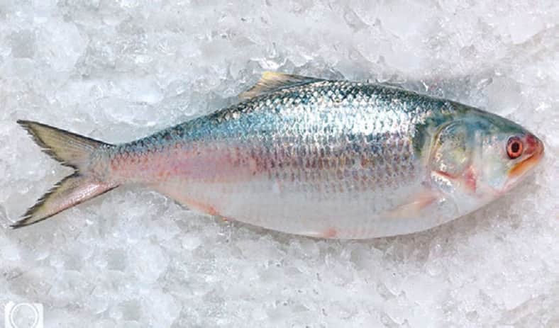 ইলিশ