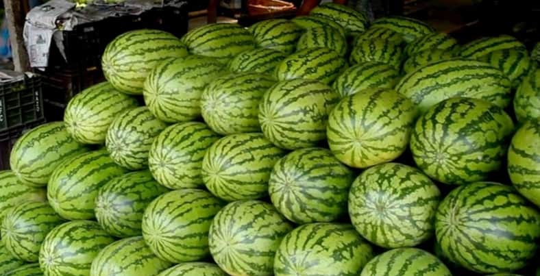 এক তরমুজ খেয়ে অসুস্থ ৯ তরমুজ