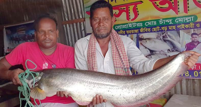 একটি বোয়াল মাছ বিক্রি হলো ১৭ হাজার টাকায় বোয়াল মাছ
