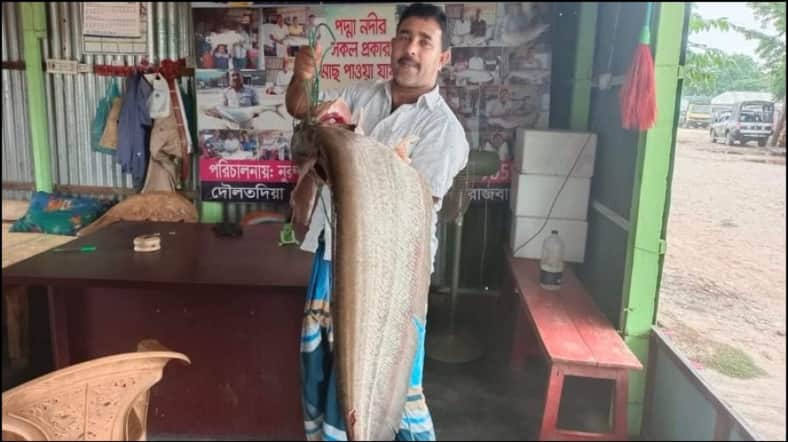 একটি বোয়াল মাছের দাম ২৪ হাজার টাকা বোয়াল