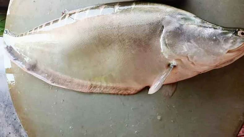 পদ্মার ১২ কেজির এক চিতল বিক্রি হলো ১৮ হাজারে