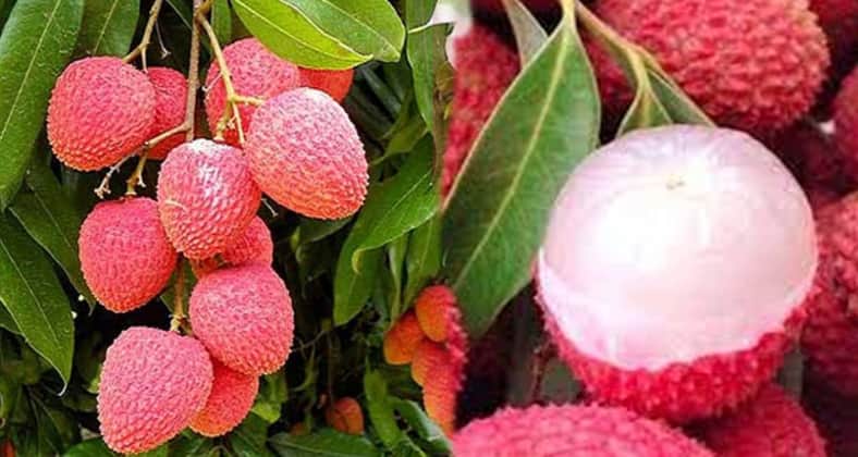 রাঙা লিচু