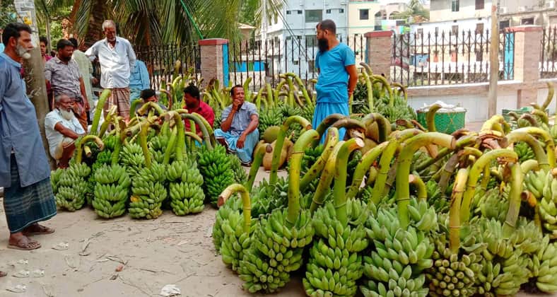 কলার বাম্পার ফলন