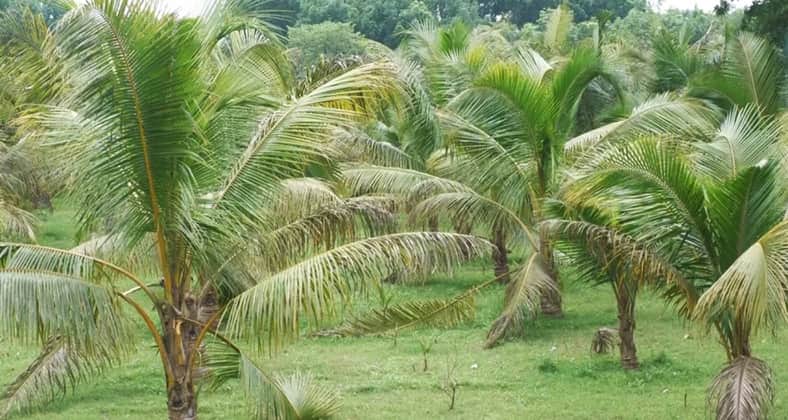 নারিকেল বাগান