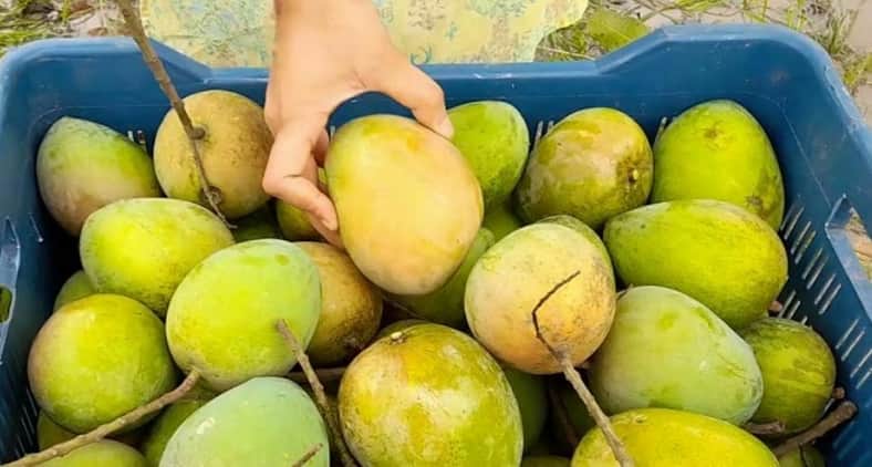 হাড়িভাঙ্গা আম