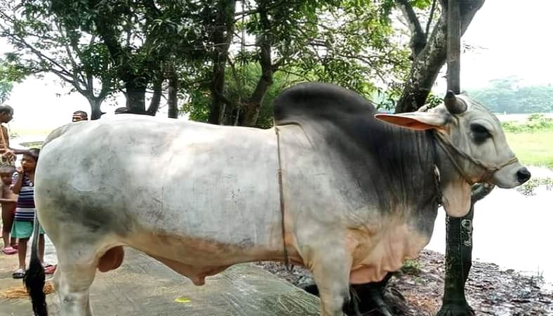 ধলাপাহাড়