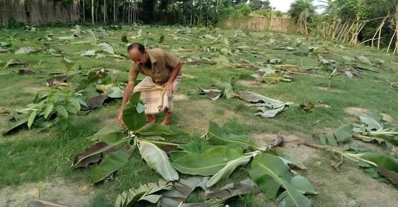 গাছের সঙ্গে শত্রুতা