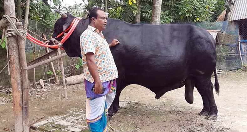কালো মানিক