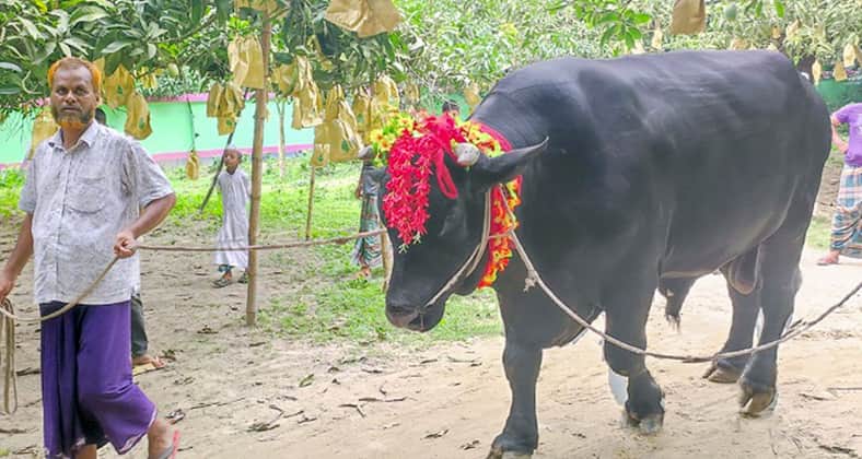 চাঁপাই সম্রাটের