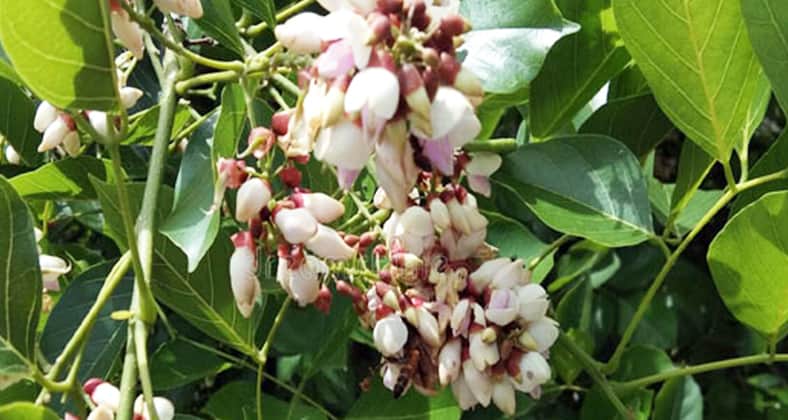 পঙ্গামিয়া গাছ