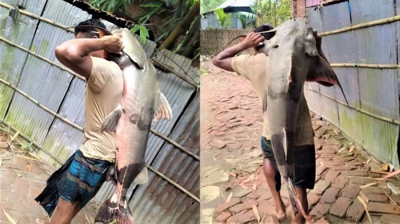৩২ কেজির বাঘাইড়