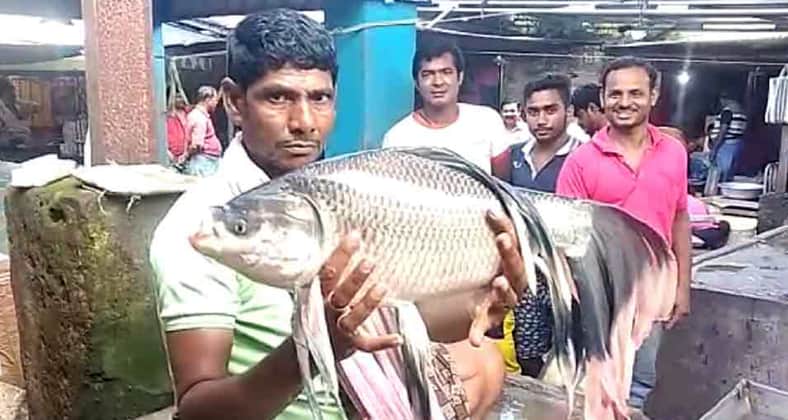 পাখনাওয়ালা কাতলা মাছ