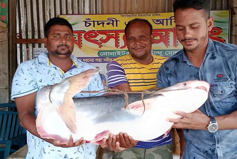  পদ্মায় জেলের জালে ধরা পড়লো ১৮ কেজির পাঙ্গাশ 