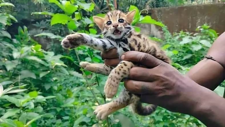 মোবাইল টাওয়ারের ঝোপে মেছো বাঘের বাচ্চা