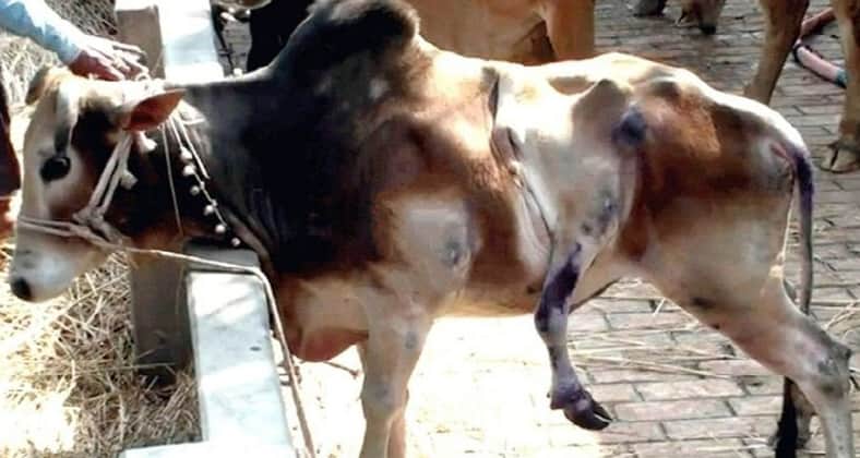 পাঁচ পা ও দুই লেজওয়ালা গরু