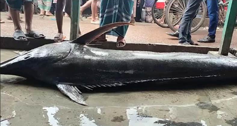 ব্ল্যাক মার্লিন মাছ