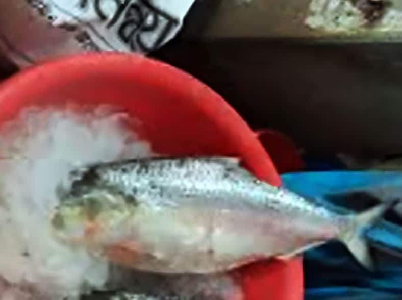 আড়াই কেজির ইলিশ