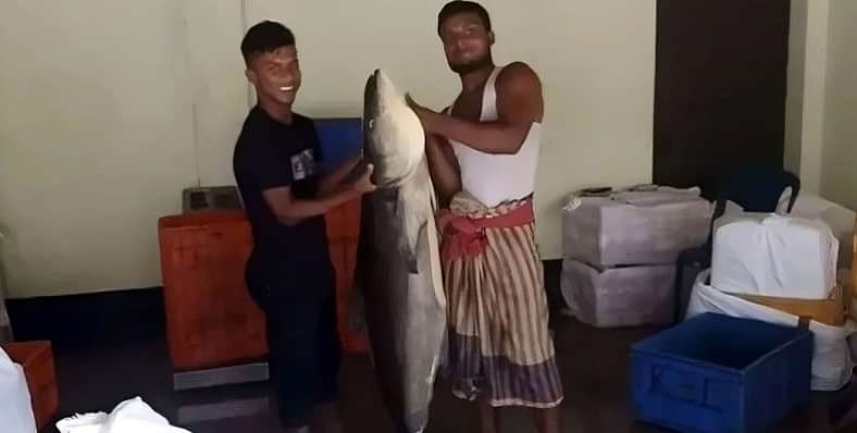 বিশালাকৃতির সামুদ্রিক শোল
