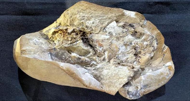 আদিমতম হৃত্পিণ্ডের