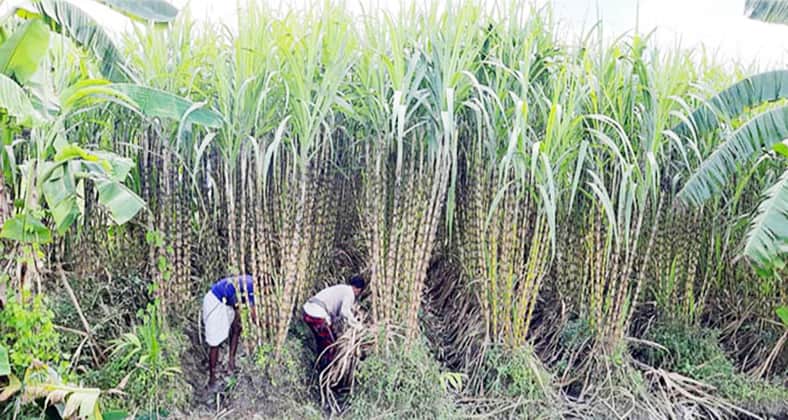 আখ চাষ
